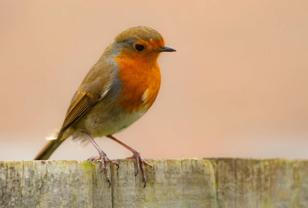 Lindo Pájaro Robin Europeo Sobre Fondo Rosa Claro —  Fotos de Stock