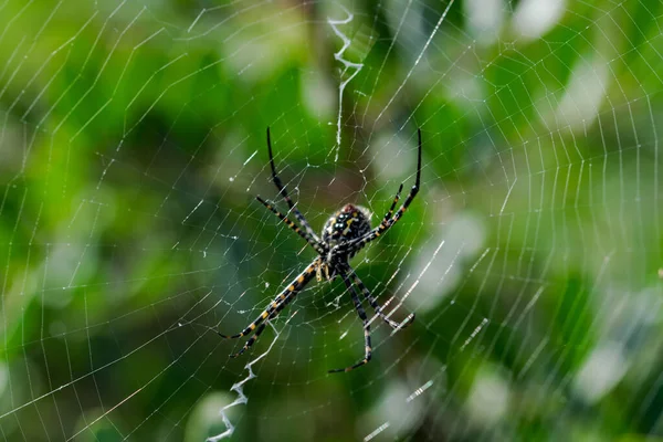 Eine Selektive Fokusaufnahme Der Gebänderten Argiope Spinne Netz — Stockfoto
