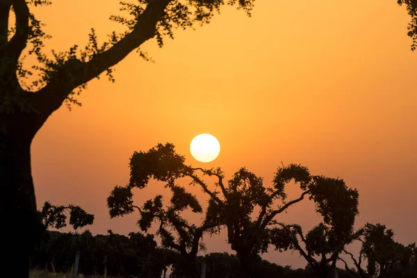Siluety Stromů Během Úchvatného Západu Slunce Večer Španělské Dehesa Salamanca — Stock fotografie