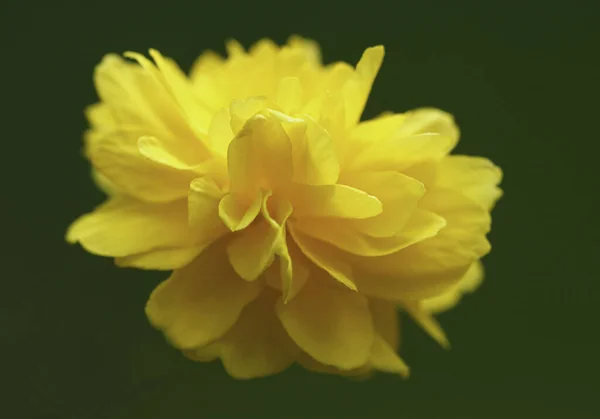 Eine Flache Fokusaufnahme Einer Gelben Ringelblume — Stockfoto