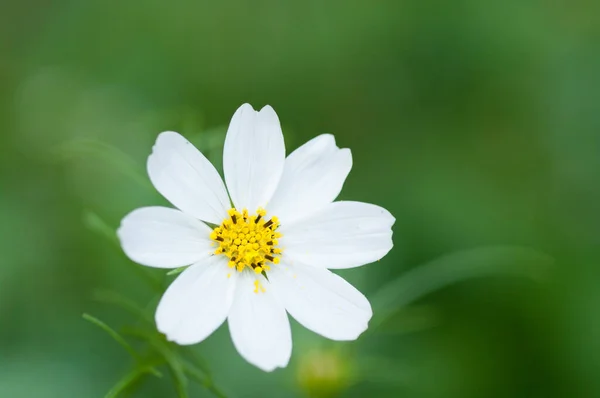 Eine Selektive Fokusaufnahme Weißer Kosmetikblume Auf Unscharfem Grünem Hintergrund — Stockfoto