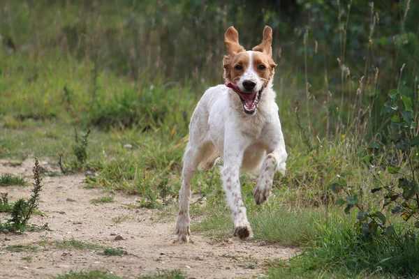 Una Toma Selectiva Enfoque Jack Russell Terrier Corriendo Campo —  Fotos de Stock