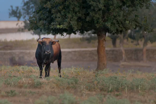 西班牙萨拉曼卡 一只棕色的西班牙斗牛 被树木环绕 — 图库照片