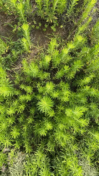 Top View Shot Growing Fresh Canadian Horseweed Field — Stock Photo, Image