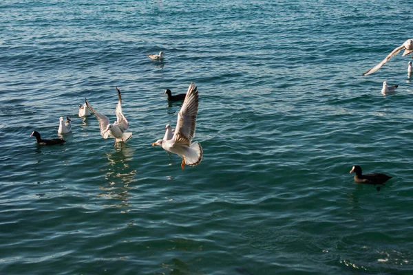 Turmă Pescăruși Înotând Mare — Fotografie, imagine de stoc