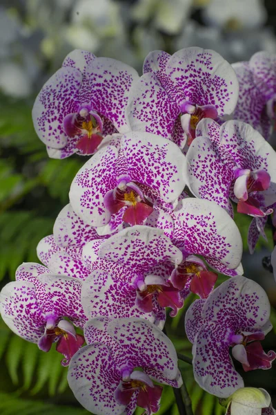 Вертикальный Селективный Фокус Фиолетовых Белых Орхидей — стоковое фото