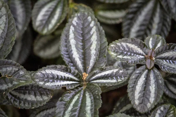 Overhead Shot Growing Plants Greenery — Stock Photo, Image