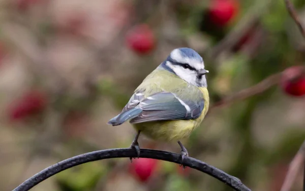 Closeup Eurasian Blue Tit Bird Perched Tree Twig Blurred Background — Stock fotografie