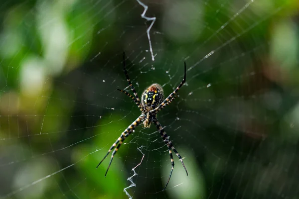 Une Mise Point Sélective Araignée Argiope Baguée Sur Une Toile — Photo