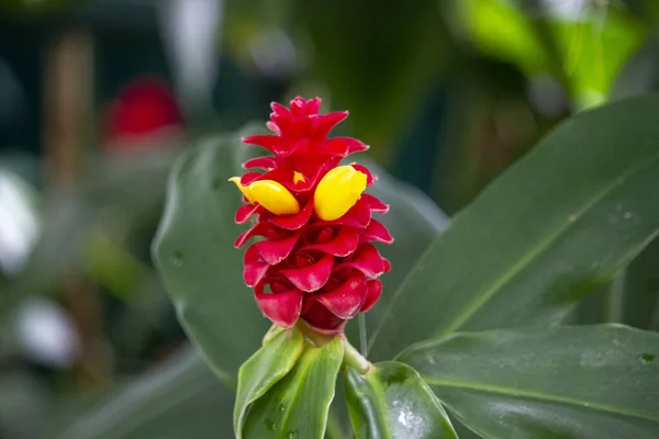 開花の選択的焦点ショット Costus Comous Flower — ストック写真