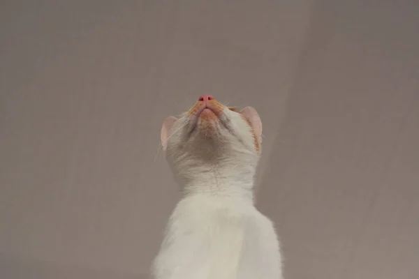 Primer Plano Gato Blanco Jengibre Dentro — Foto de Stock