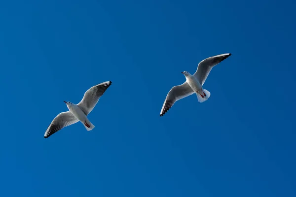 Plan Faible Angle Mouettes Volant Sous Ciel Bleu Concept Liberté — Photo
