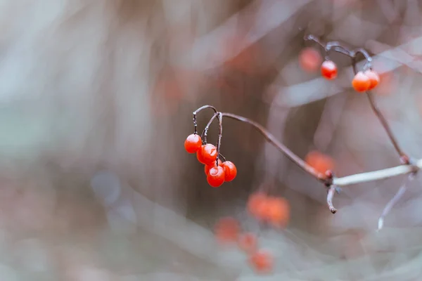 Eine Nahaufnahme Fokus Schuss Von Beeren — Stockfoto