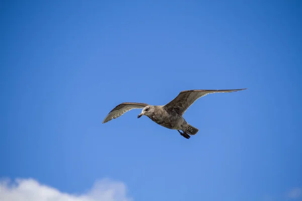 Low Angle Shot Seagull Flying Blue Clear Sky — Stock Photo, Image