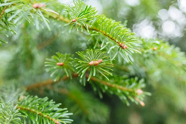 Closeup Focus Shot Pine Tree Leave — Stock Photo, Image
