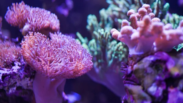 Primo Piano Fiori Mare Piante Viola Sott Acqua Nell Acquario — Foto Stock