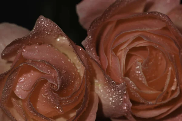 Plano Enfoque Superficial Rosas Rosadas Con Rocío — Foto de Stock