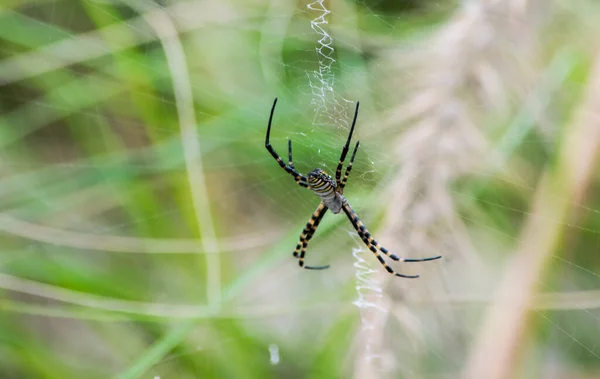 Een Selectieve Focus Shot Van Banded Argiope Spin Het Web — Stockfoto