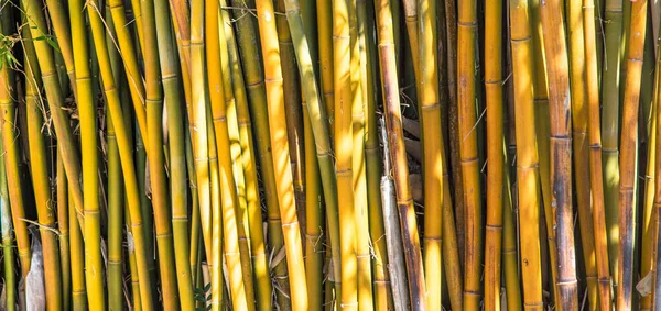 Eine Nahaufnahme Von Bambusstock Hintergrund — Stockfoto
