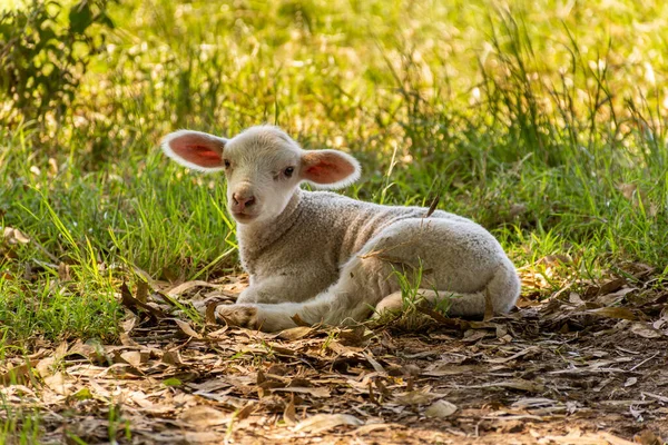 Güneş Işığının Altında Tarlada Yatan Bir Koyunun Yakın Çekimi — Stok fotoğraf