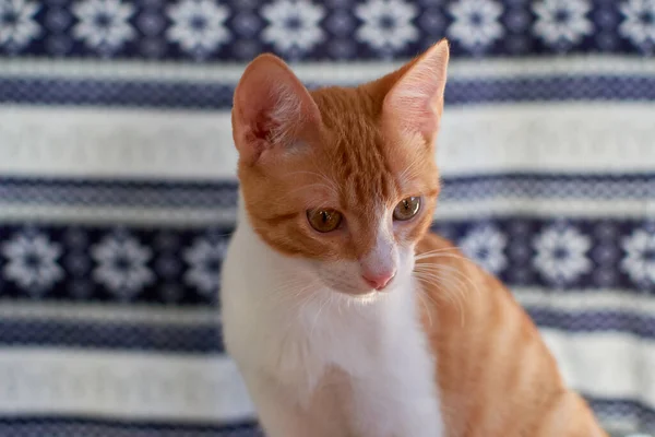 Een Closeup Shot Van Een Gember Schattig Kitten Voorkant Van — Stockfoto