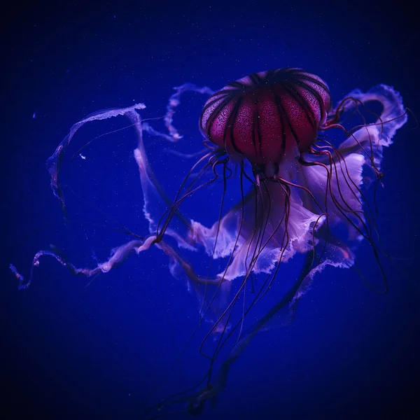 Jellyfish Aquarium Museo Las Artes Las Ciencias Valencia — Stock Photo, Image