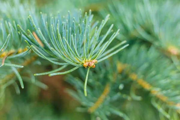 Macro Scatto Foglie Pino — Foto Stock