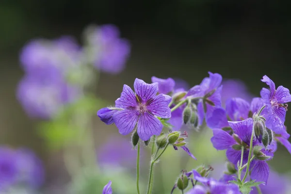 Une Mise Point Sélective Géraniums Fleurs Violettes — Photo
