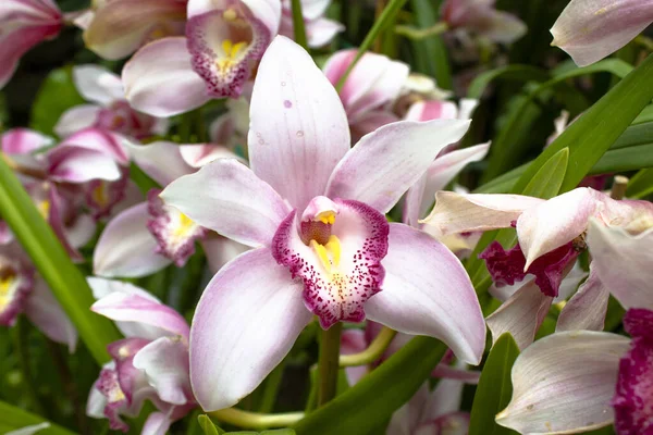 Closeup Shot Blooming Orchid Flowers Greenery — Stock Photo, Image