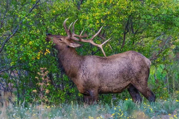 Coup Cerf Dans Champ — Photo