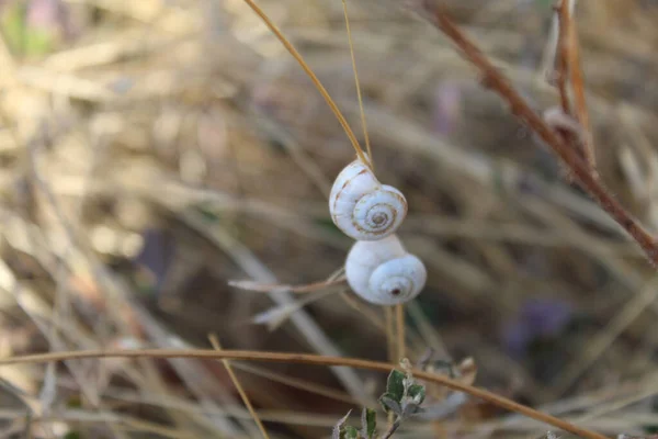 Szelektív Fókusz Felvétel Egy Gastropodról Egy Ágon — Stock Fotó