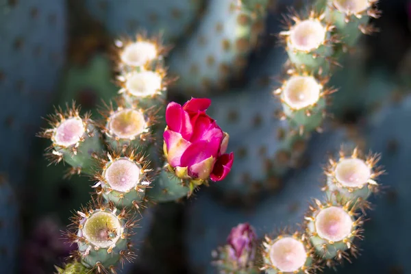 Primer Plano Una Planta Cactus Crecimiento Bajo Luz Del Día — Foto de Stock