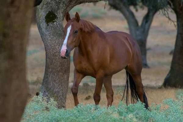 Spanyol Dehesa Salamanca Spanya Kahverengi Bir Arap Atının Yakın Çekimi — Stok fotoğraf