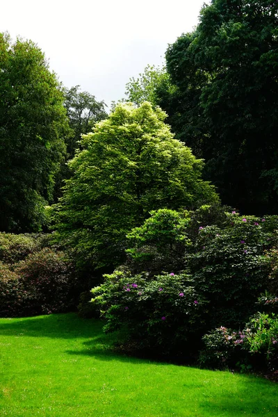 Pionowe Ujęcie Pięknego Zielonego Parku Zadbanymi Drzewami — Zdjęcie stockowe