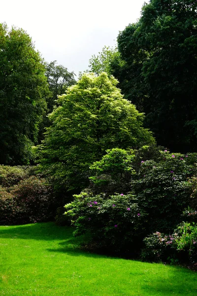 Plan Vertical Beau Parc Verdoyant Avec Des Arbres Bien Entretenus — Photo