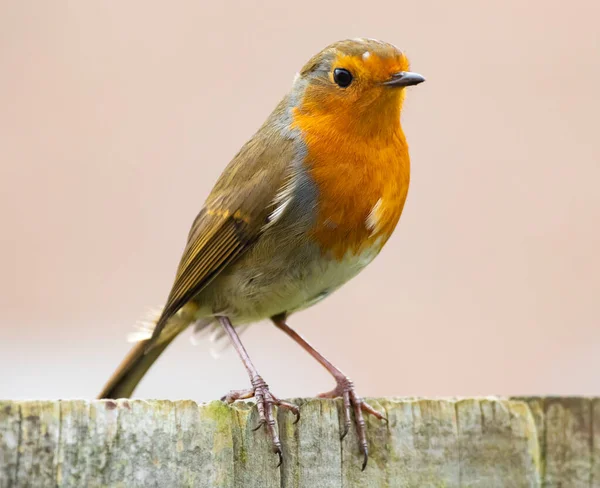 Primer Plano Pájaro Robin Europeo Con Brea Amarilla Brillante —  Fotos de Stock