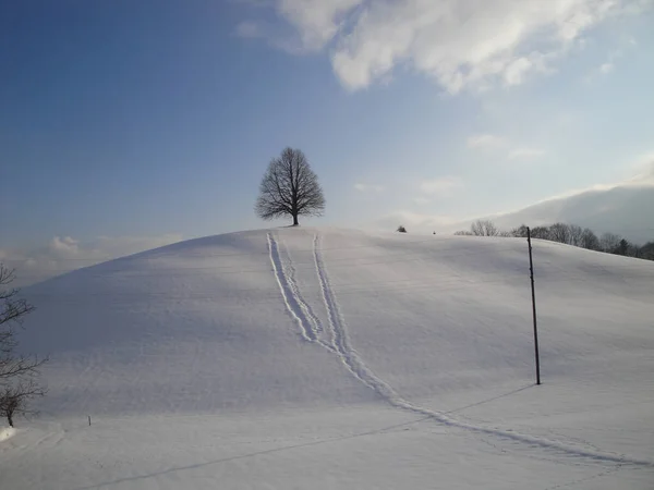 Gegenlichtaufnahme Eines Einsamen Baumes Einer Winterlandschaft Appenzell Ausserrhoden Schweiz — Stockfoto