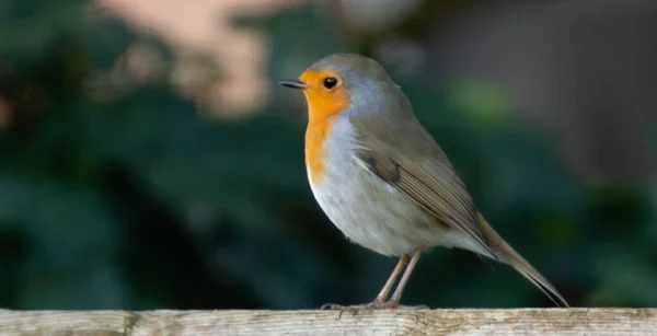 Uma Foto Perfil Foco Seletivo Pássaro Robin Europeu Fundo Embaçado — Fotografia de Stock