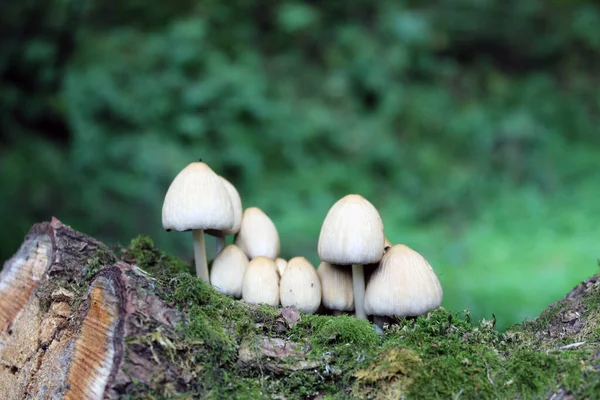 Enfoque Selectivo Las Setas Silvestres Creciendo Corteza Árbol Bosque — Foto de Stock