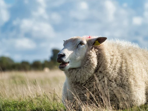 昼間は野原の白い羊 — ストック写真