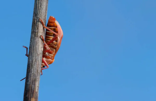 Soldier Bug Walking Plant Blue Sky Background — Stock Photo, Image