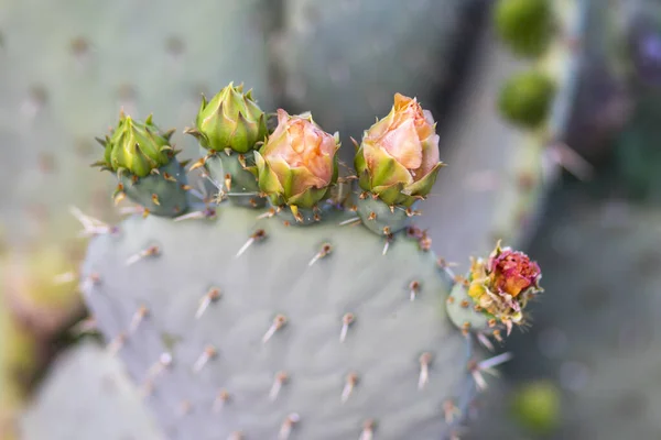 Primer Plano Una Planta Cactus Crecimiento Bajo Luz Del Día — Foto de Stock