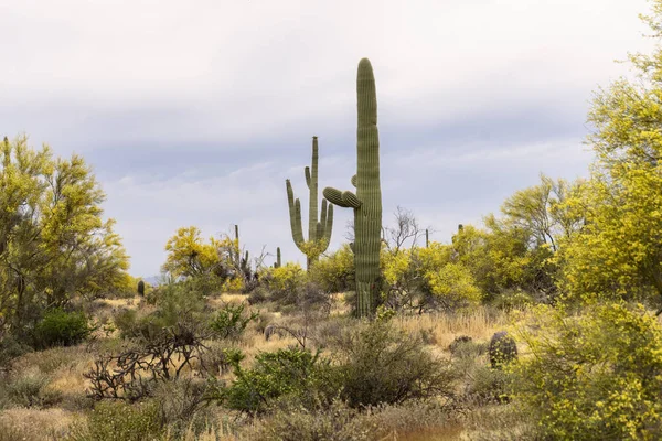 Zbliżenie Ujęcia Rosnącej Rośliny Kaktusa Świetle Dnia — Zdjęcie stockowe