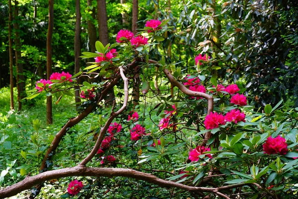 Eine Nahaufnahme Einer Rhododendron Pflanze Mit Rosa Blüten Die Wald — Stockfoto