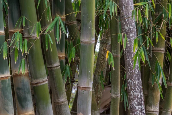 Närbild Bambupinnar — Stockfoto