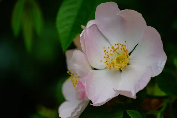 Colpo Messa Fuoco Selettiva Fiore Rosa Canina Sullo Sfondo Fogliame — Foto Stock