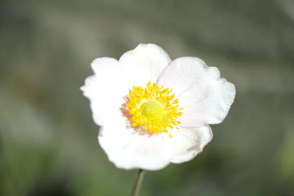 Tiro Foco Seletivo Uma Bela Flor Narciso Jardim — Fotografia de Stock