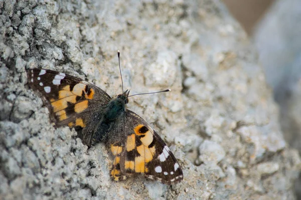 Bir Kayanın Üzerindeki Boyalı Bayan Kelebek Yakın Çekimi — Stok fotoğraf