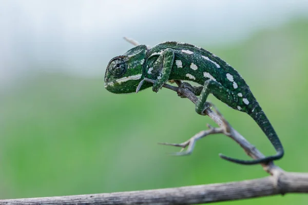 Selektivní Záběr Středomořského Chameleona Kráčejícího Fenyklové Větvičce — Stock fotografie