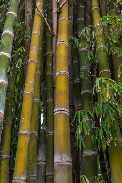 Tiro Vertical Paus Bambu — Fotografia de Stock